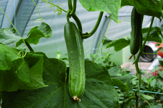 Plant de concombre gynial f1 pot 0,5 l