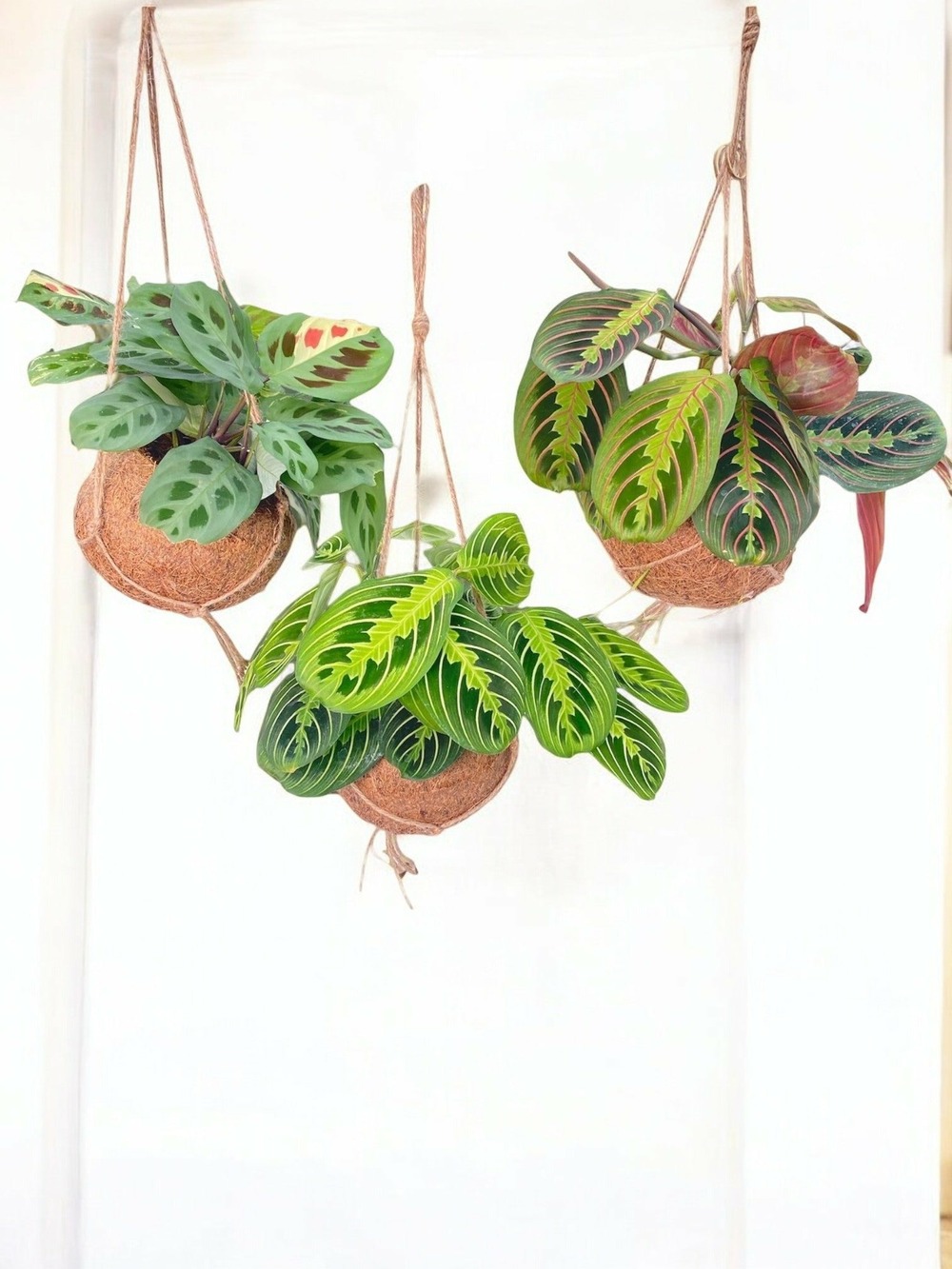 3 kokodama maranta - h20 cm