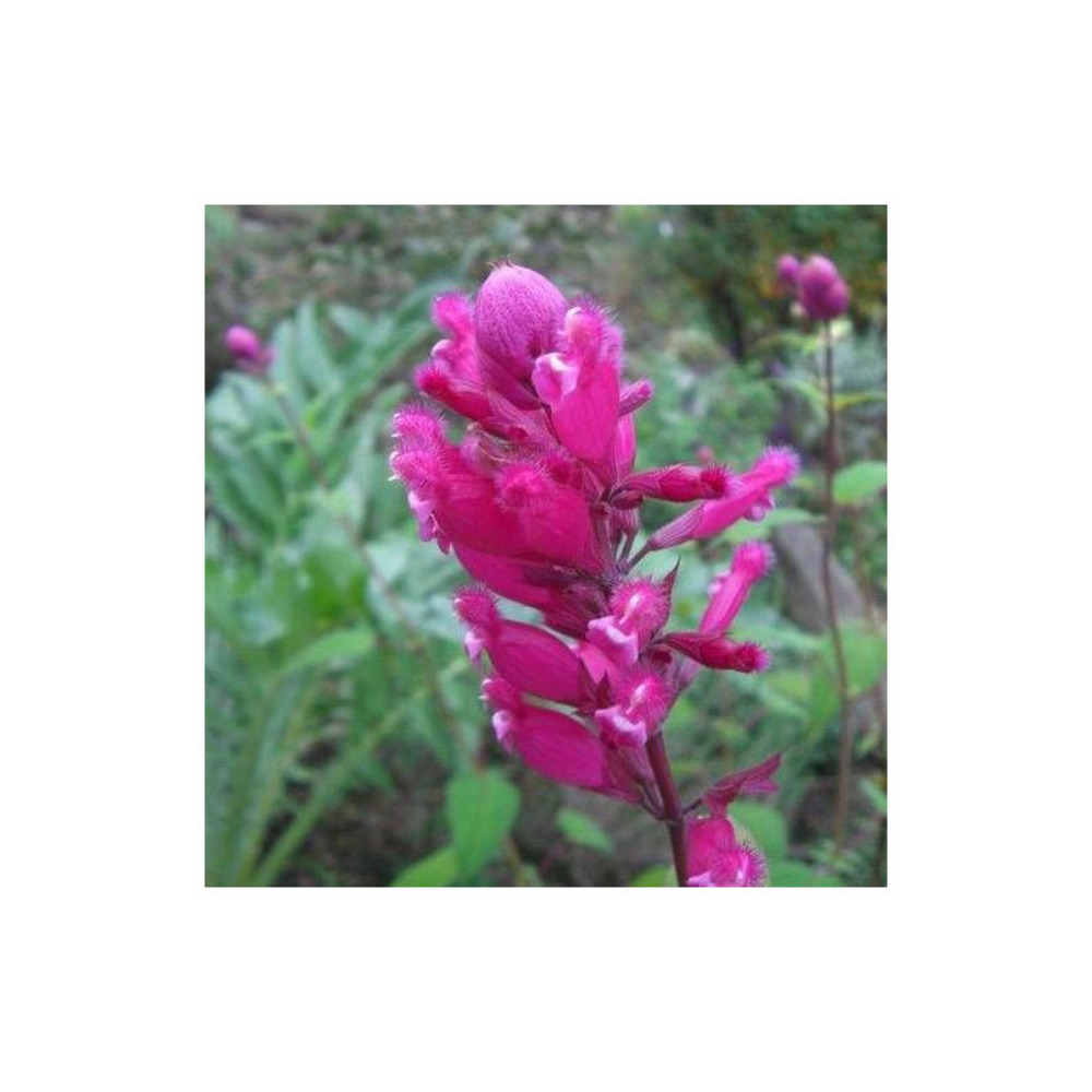 Sauge involucre bethellii lot de 5 godets