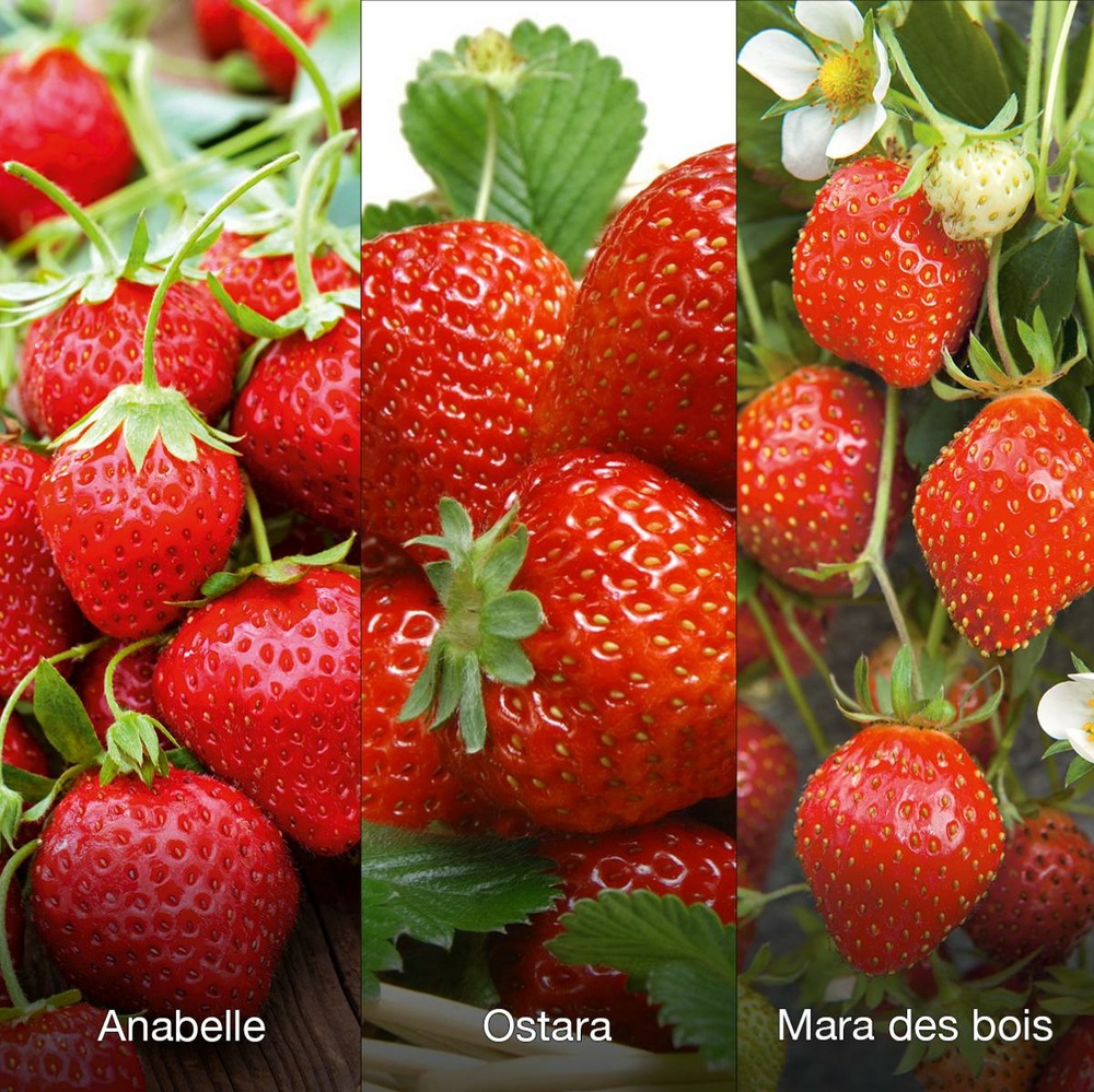 Offre speciale fraisiers degustation - 60 plants