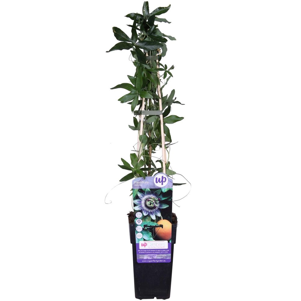 Passiflora bleu caerulea - h65 cm - ø15 cm - plante d'extérieur