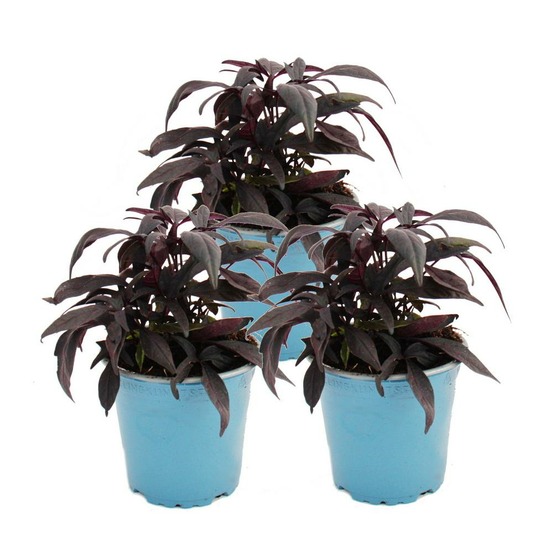 Patate douce - parterre et plante de balcon - ipomoea batatas - 12cm - set de 3 plantes - violet