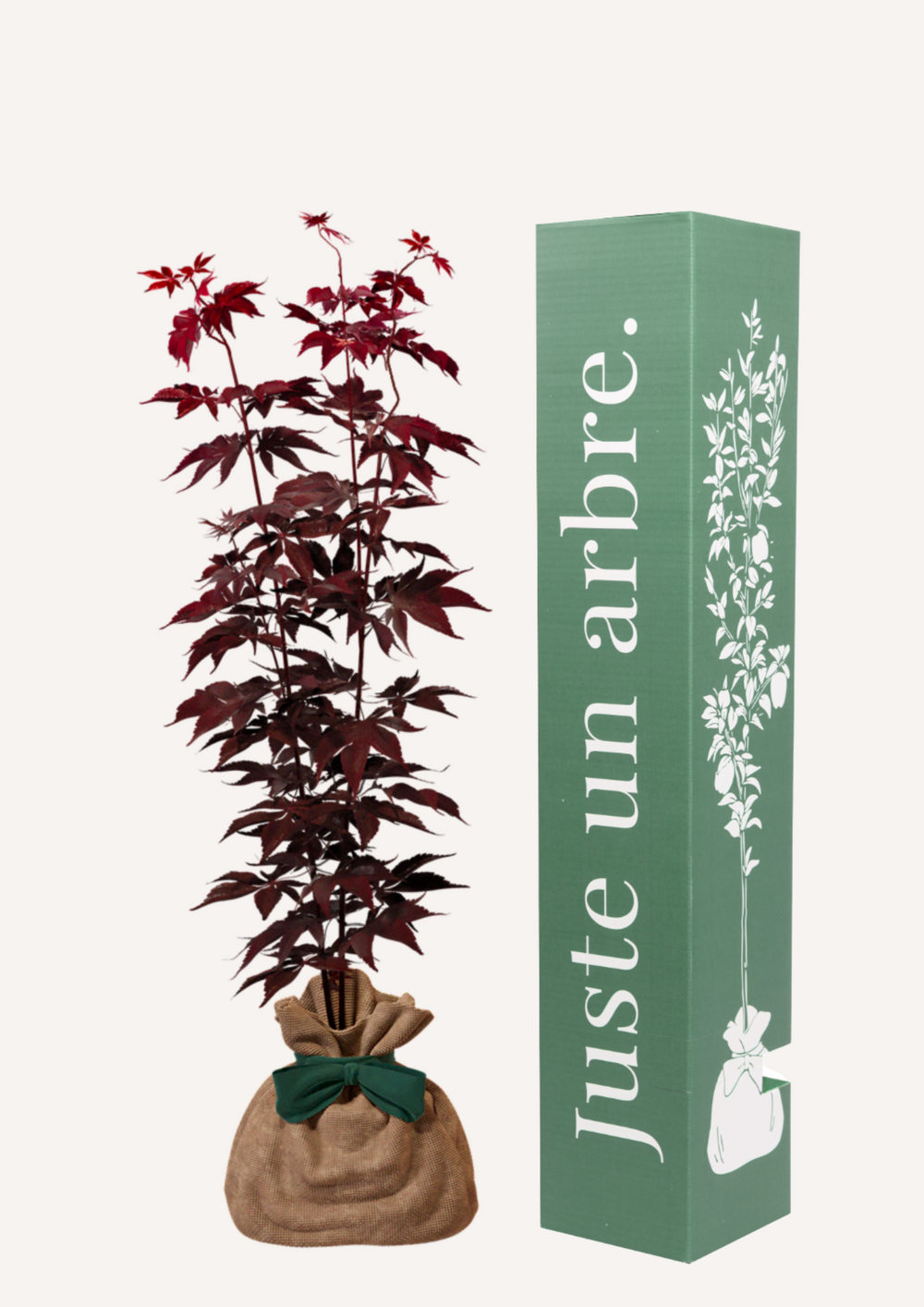 Érable du japon 'bloodgold' | cadeau idéal : naissance, crémaillère, mariage, anniversaire, baptême