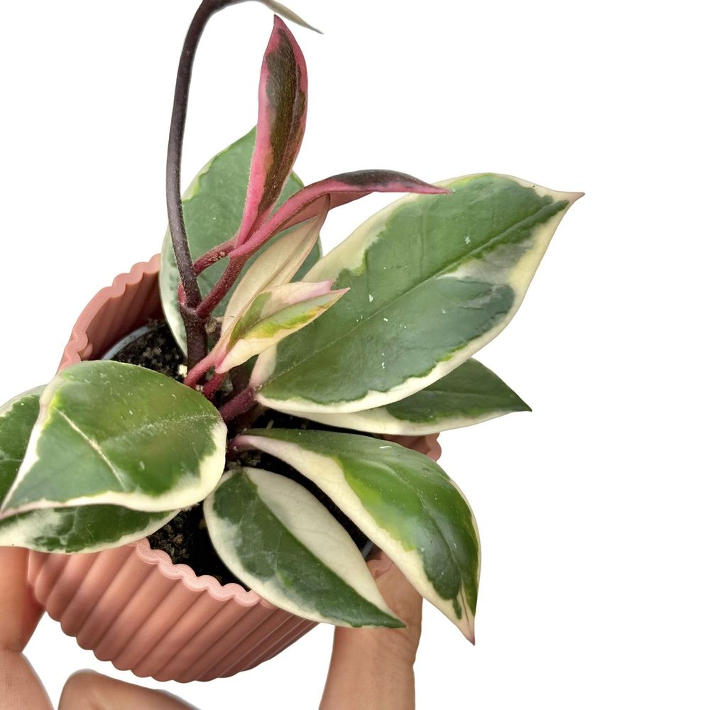 Hoya carnosa flamingo dream - pot de 6cm - plantes d'intérieur