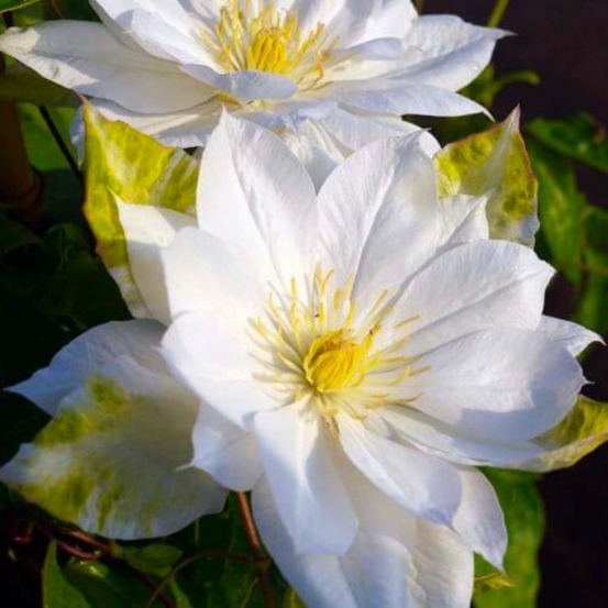 Clématite 'duchesse d'edimbourg'