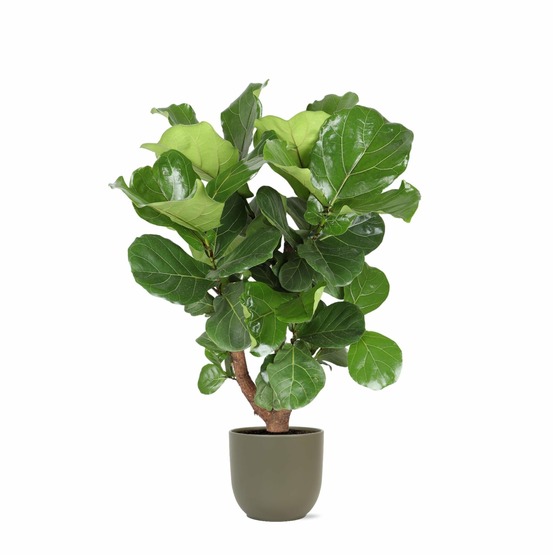 Ficus lyrata et son pot olive - hauteur 130cm