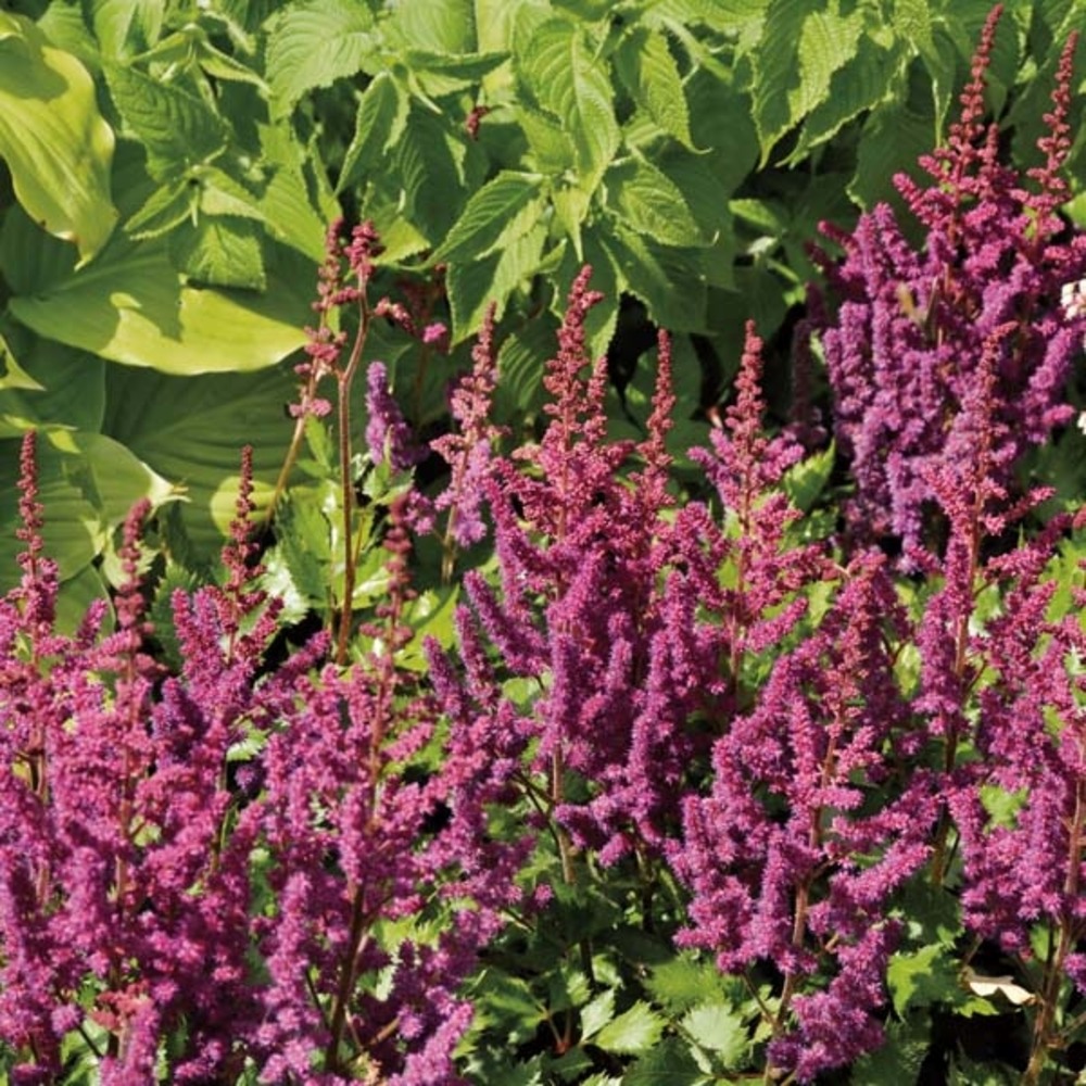 Astilbe de chine 'purpurkerze' godet de 8/9 cm