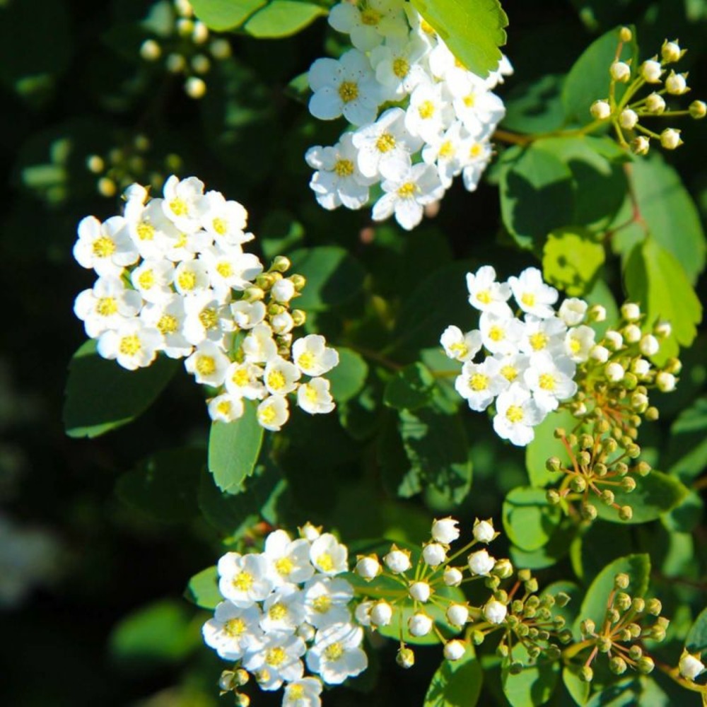 Spirée du japon 'snowmound' (spiraea nipponica 'snowmound')