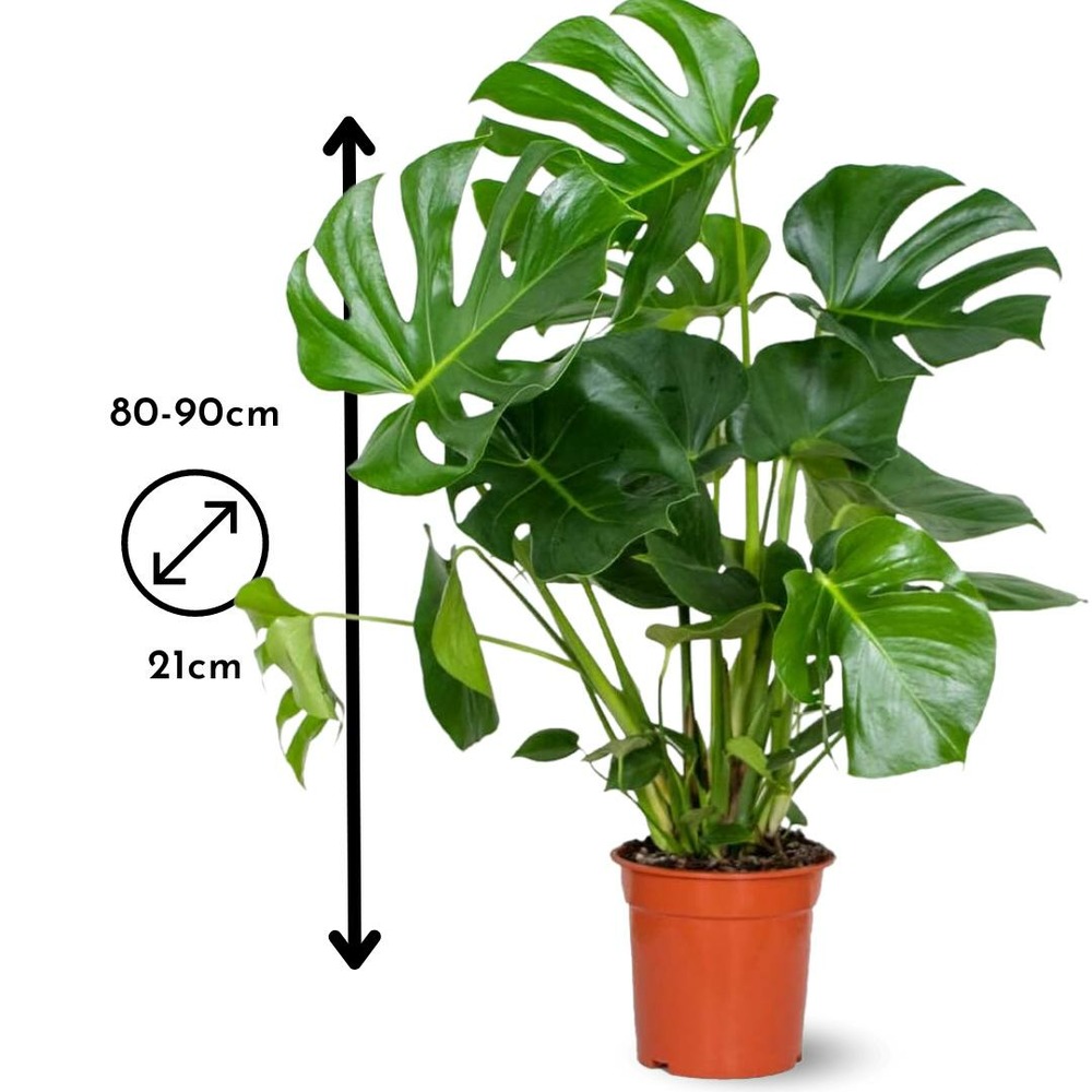 Monstera deliciosa - plante troue - purificateur d'air -  80-90 cm -  21  cm - plante d'intrieur | Truffaut