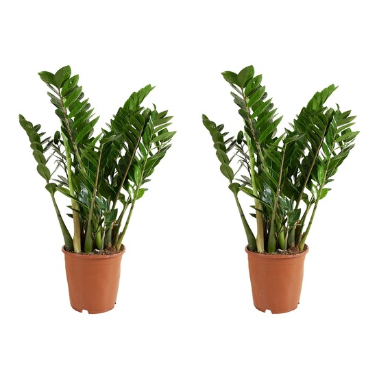 Lot de 2 - zamioculcas zamiifolia - palmier d'intérieur - zamioculcas - h. 80-90 cm - p. 21 cm