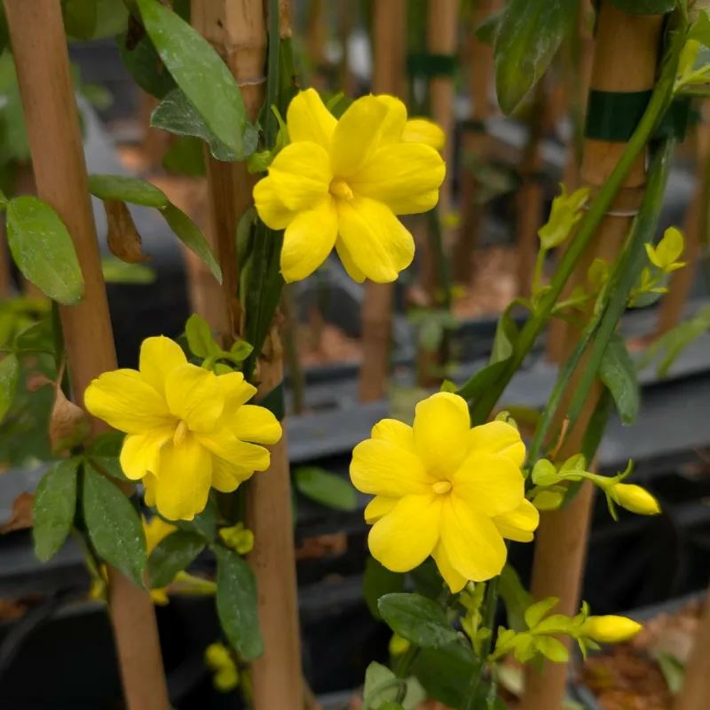 Jasmin primevère gold touch® godet