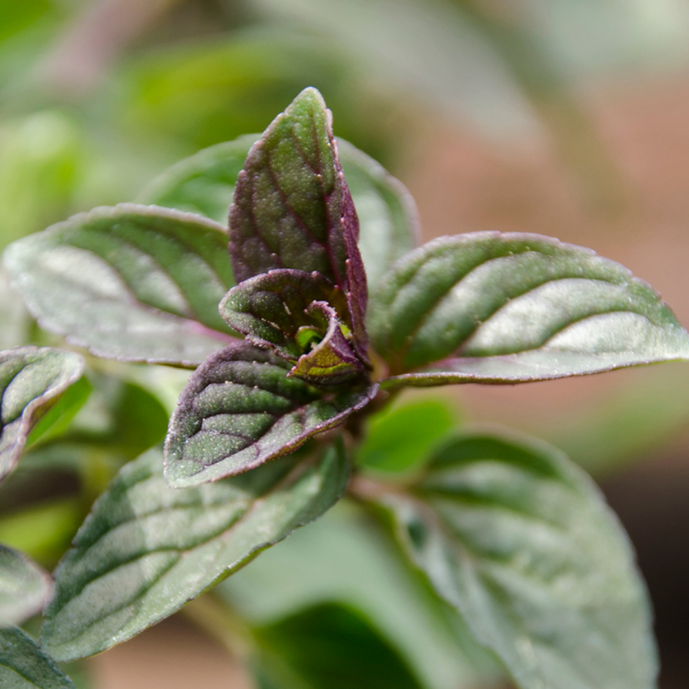 Plant menthe chocolat pot 1l