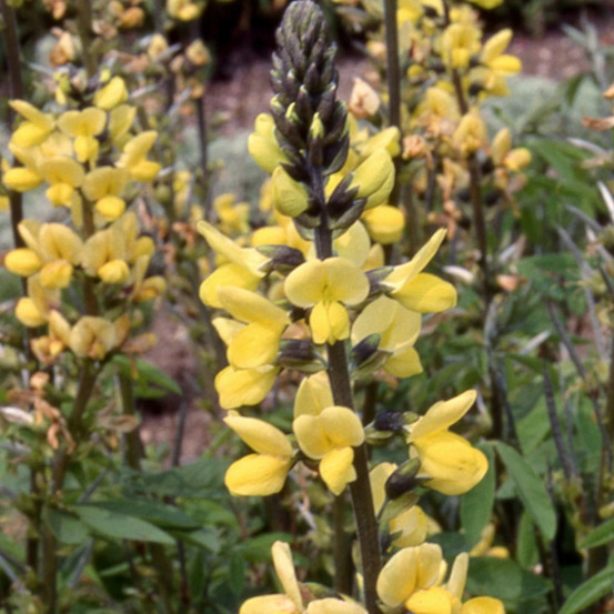 Thermopsis lanceolata godet - 5/20 cm