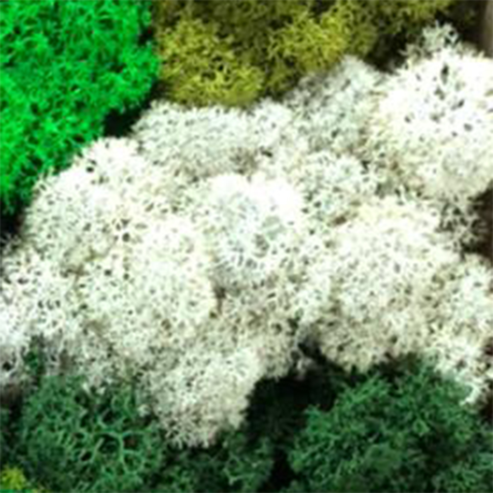 Lir/4000 lichen stabilisée blanc w-box 0,5 kg