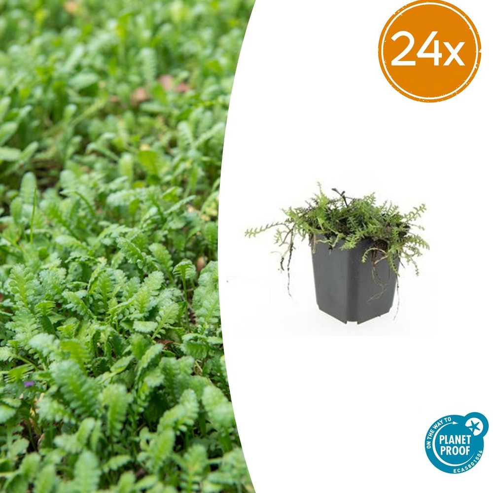Lot de 24 - leptinella squalida - h10-25 cm