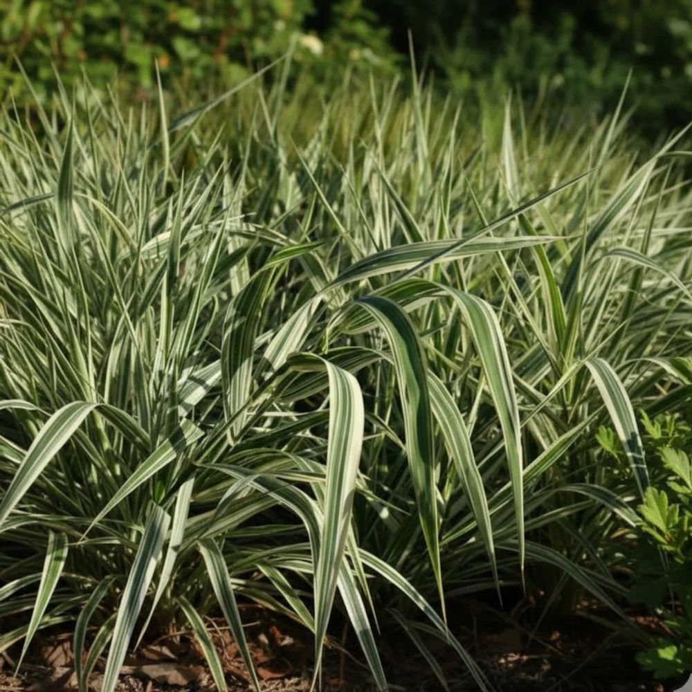 Ruban de bergère, phalaris lot de 5 godets