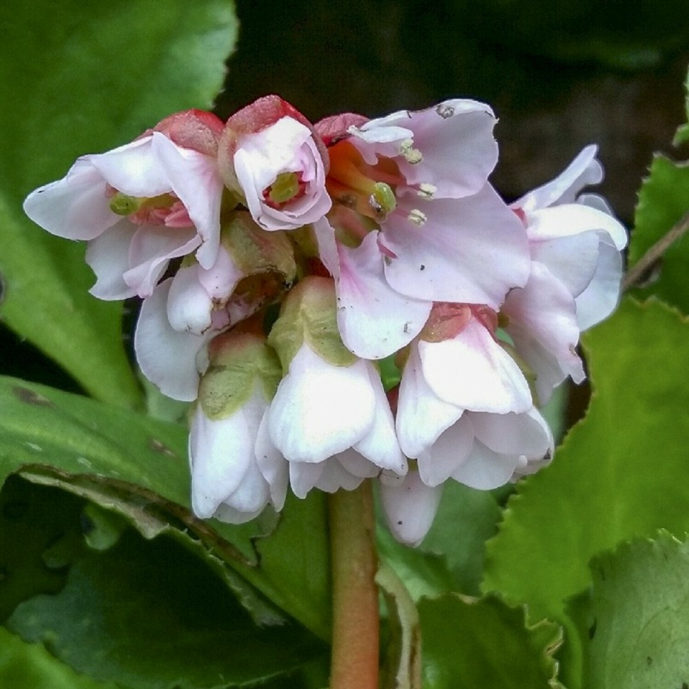 Bergénia à feuilles cordées 'harzkristall' godet de 8/9 cm