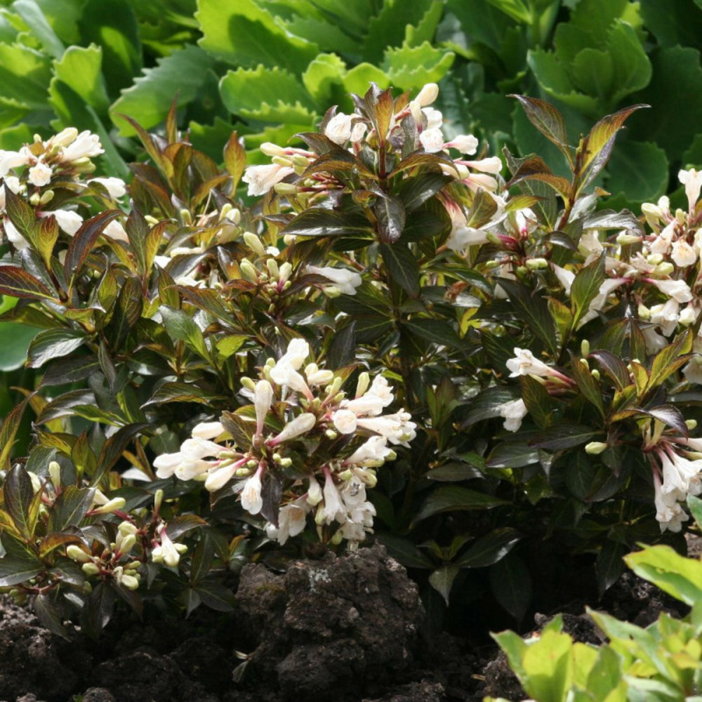 Weigela black and white® 'courtacad1', weigelia pot de 4l - 40/60 cm