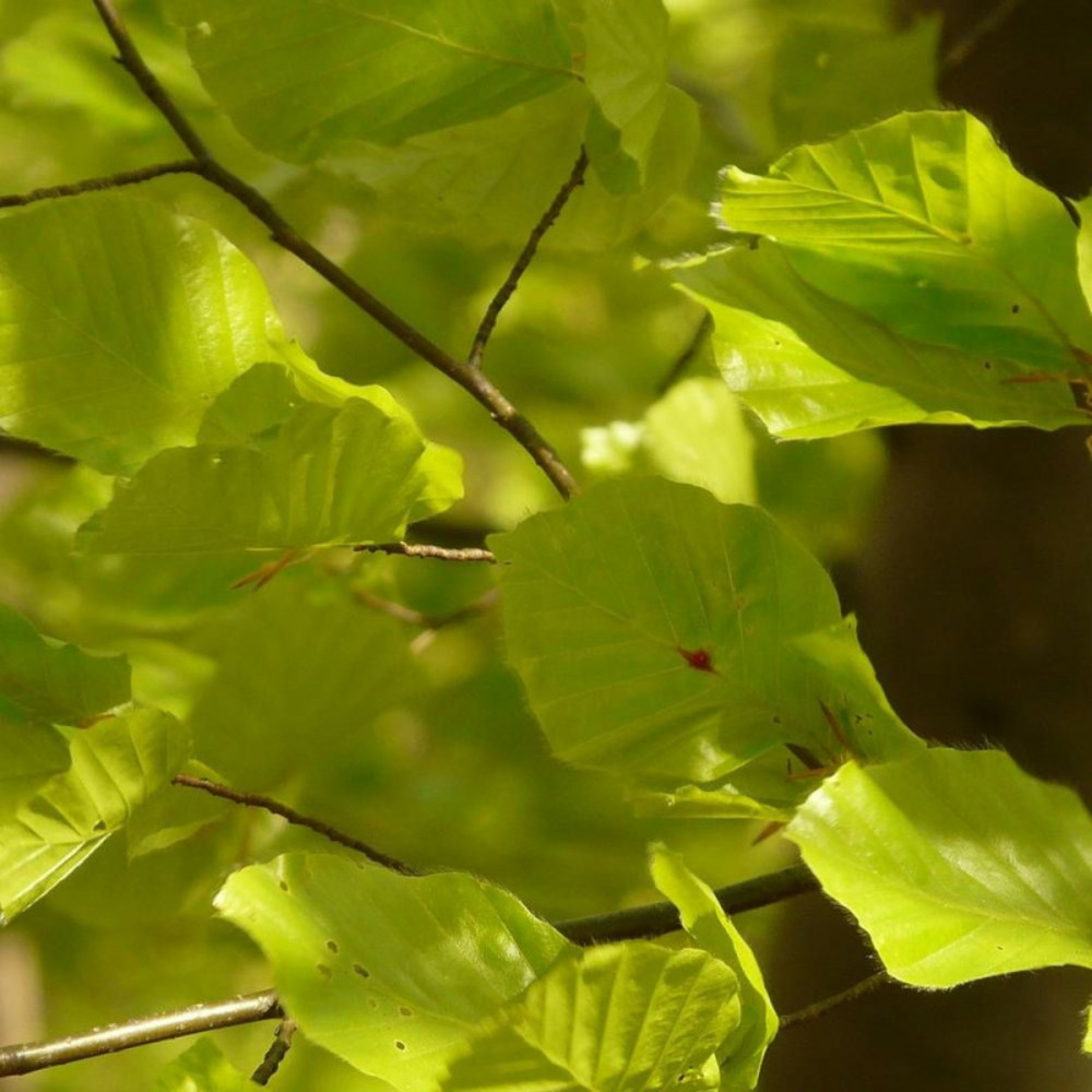 Hêtre commun, fagus pot de 7,5l - 60/80 cm