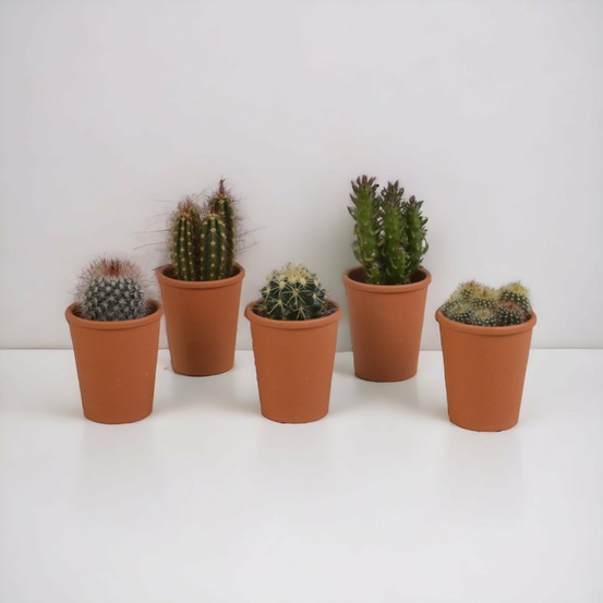 Coffret cadeau cactus - lot de 5 plantes, h13cm