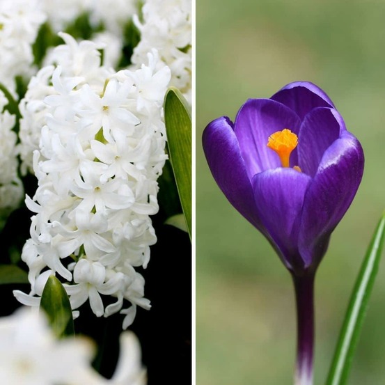 30 bulbes de printemps précoce : hyacinte louvre & crocus flower record