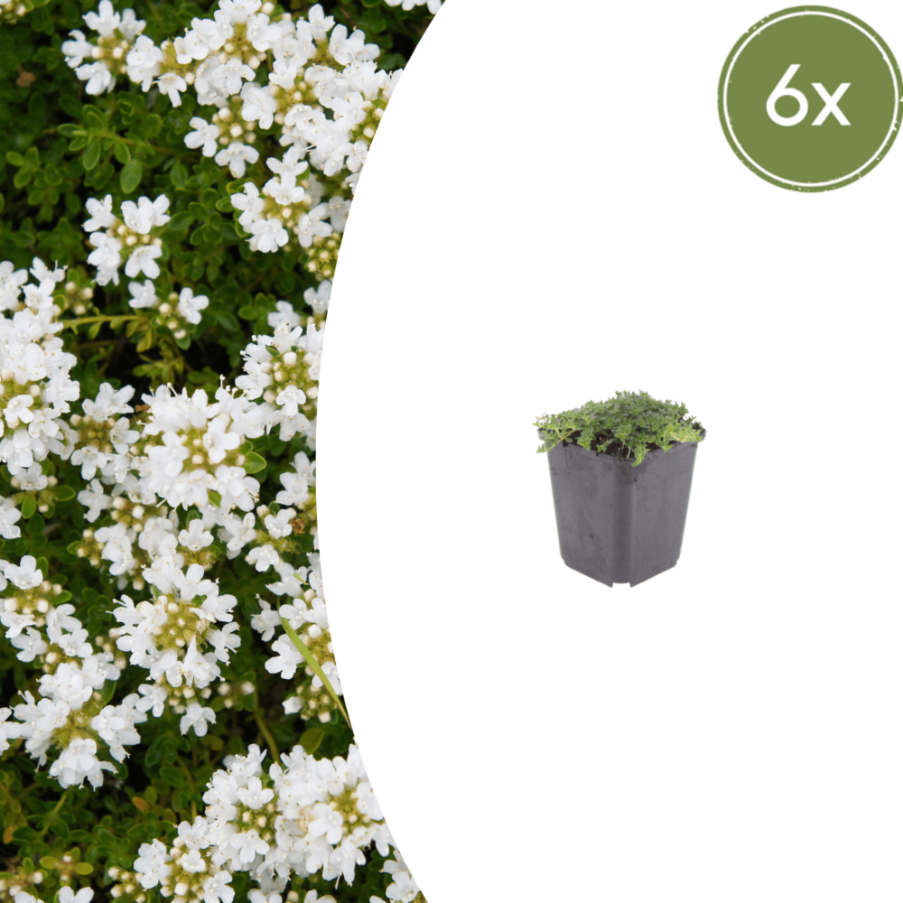Thym blanc (thymus praecox) 'albiflorus' - 48