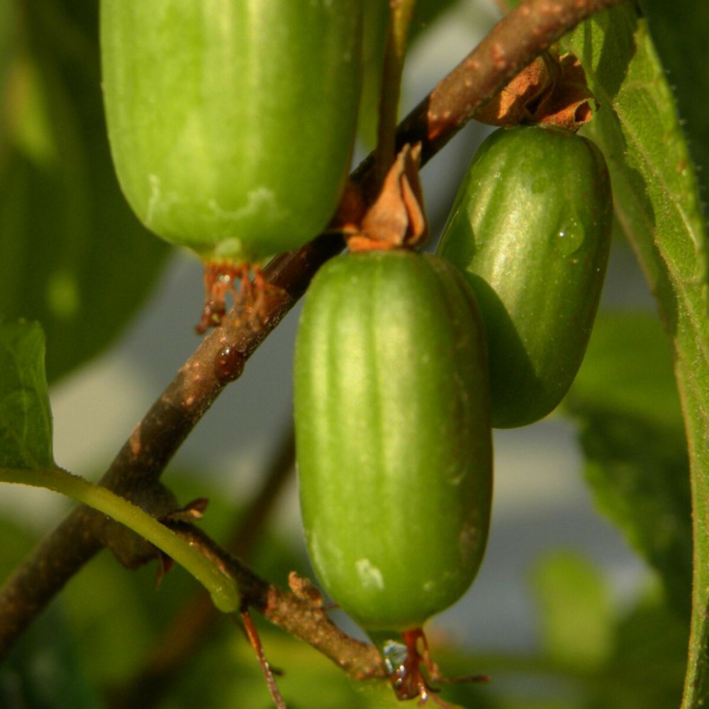 Kiwi arctique eve (femelle) pot de 1,5l - tuteur bambou 30/60 cm