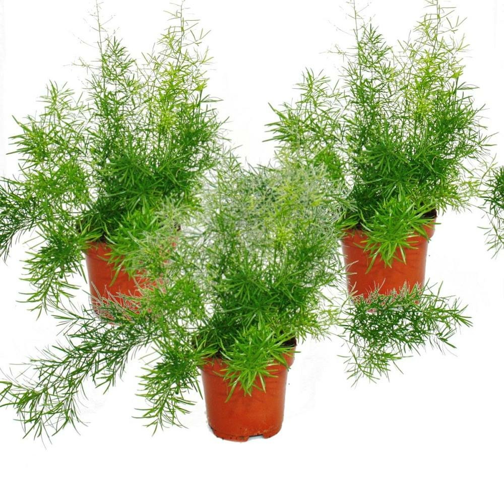 Asperges densiflorus sprengeri, par 3