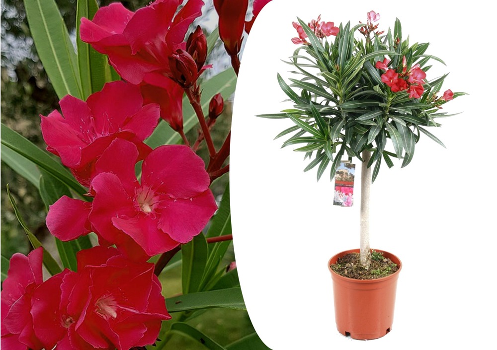 Nerium oleander - plante de jardin - pot 21cm - hauteur 80-90cm