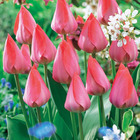 10 tulipes van eijk - 11 - willemse, le sachet de 10 bulbes / circonférence 10-11cm