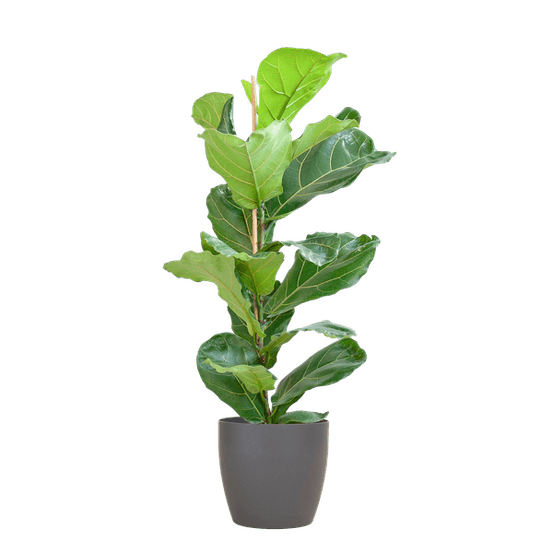 Ficus lyrata pot gris - h80 cm - ø21 cm