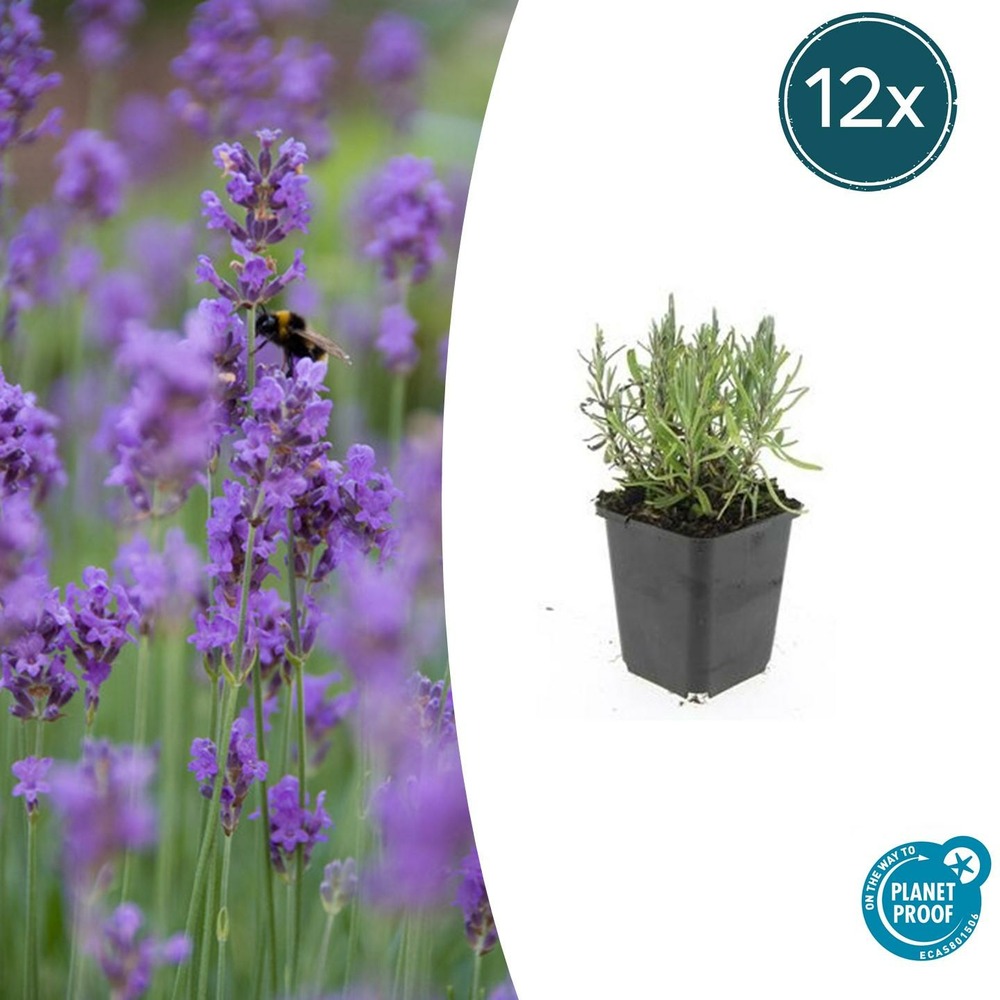 Lavande angustifolia 'munstead' x12 – entre 0,75 et 1m2