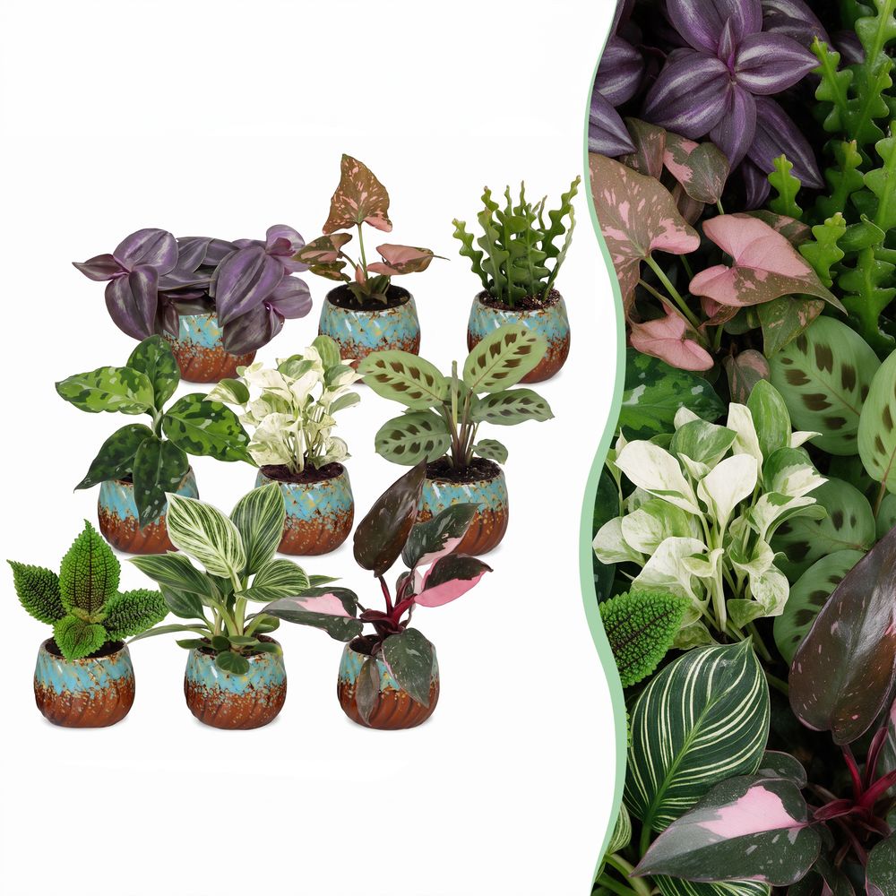 Baby plantes surprise - lot de 9 mini plantes tropicales avec cache-pots cuivre - h 5-15 cm, pot ø6 cm