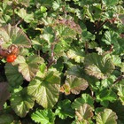 6 x Ronce 'Betty Ashburner' - Rubus  godet 9cm x 9cm