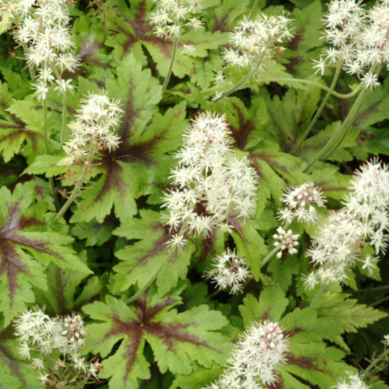 Tiarelle sugar and spice lot de 5 godets