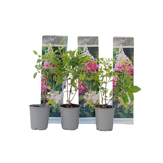 Hortensia - set de 3 - hydrangea paniculata 'pink lady' - hauteur 25-40cm - ⌀9cm