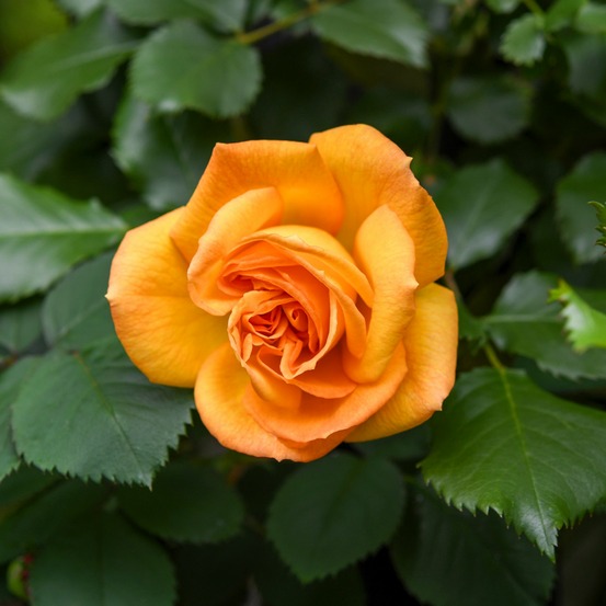 Rosier buisson whisky - la pièce en racine nue / 3+ branches, vendu par lot de 4