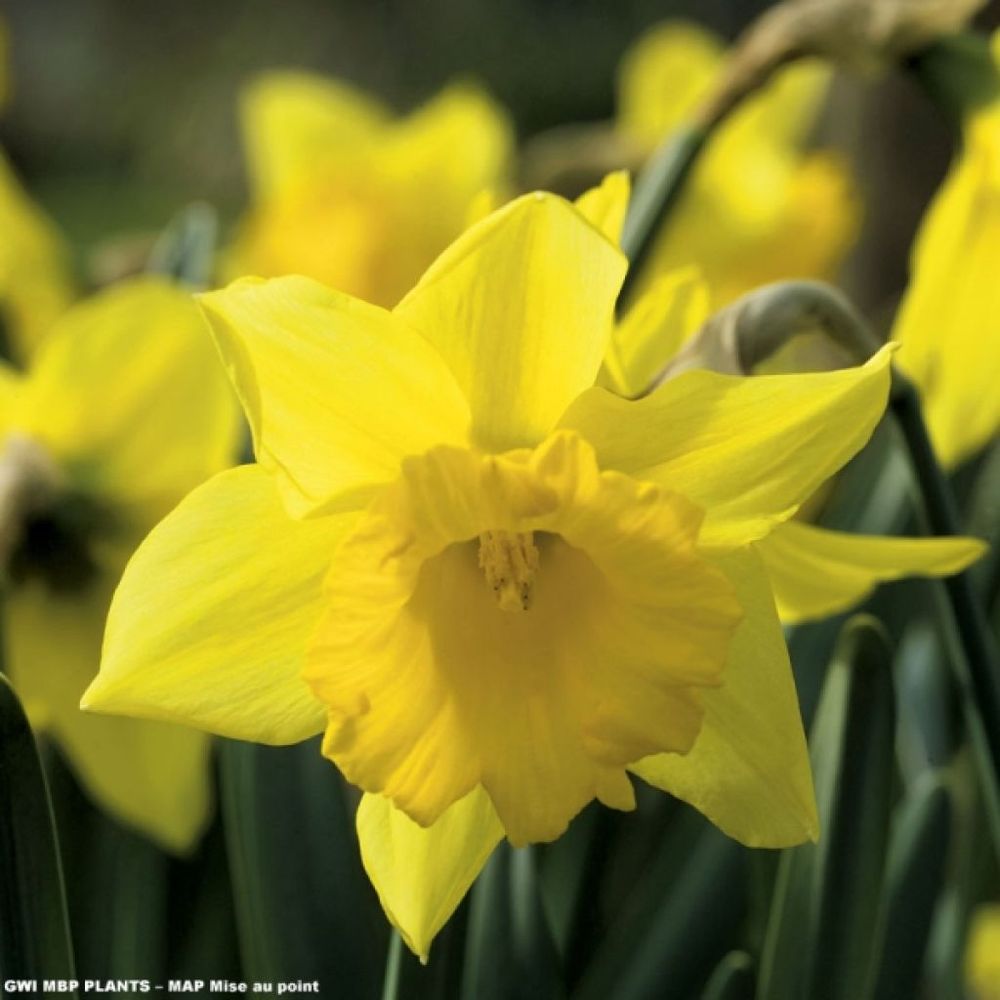 Narcisse à couronne 'early sensation' bulbe calibre 12/14 (par 10)