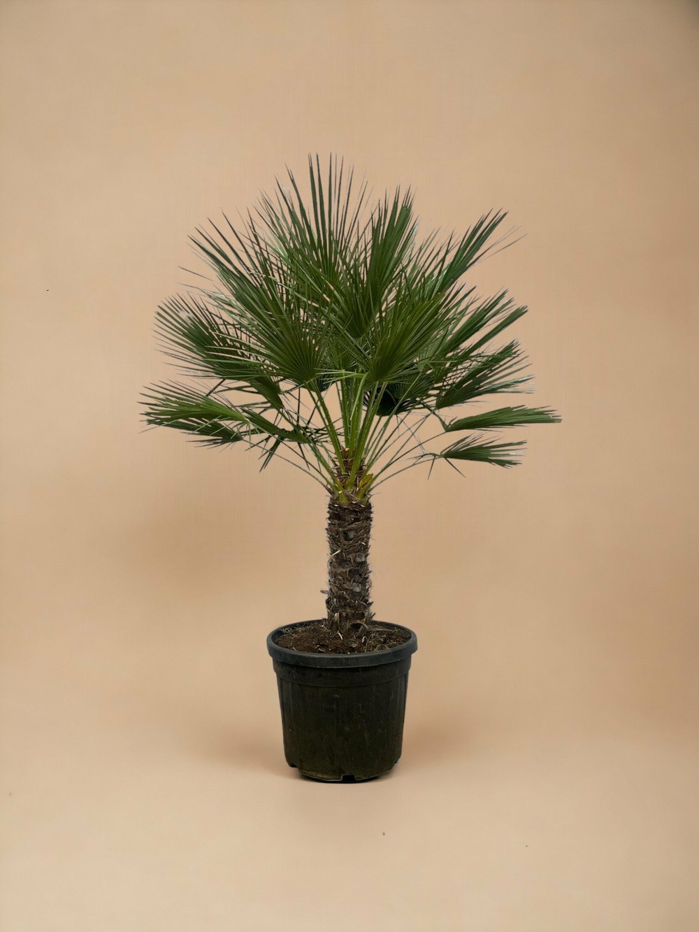 Chamaerops humilis h180cm