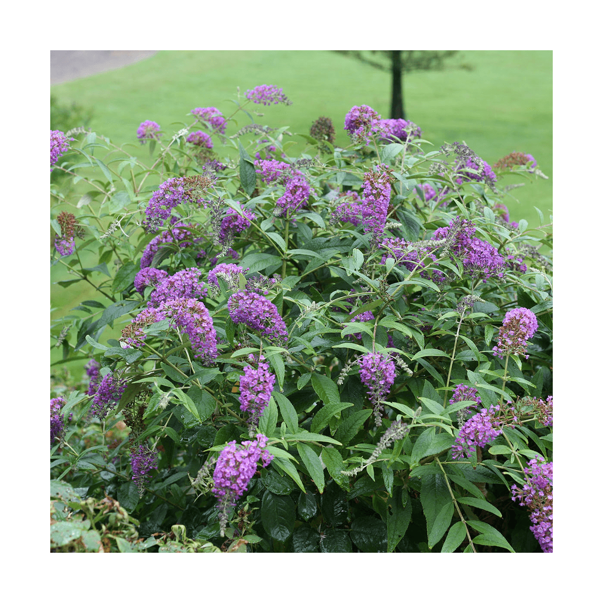 Arbre aux papillons purple chip/buddleja davidii 'purple chip'[-]pot de 4l - 20/40 cm