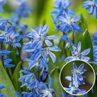 Scilla siberica - bulbes x50 - jacinthe étoilée d'orient - bleu - bon pour les papillons