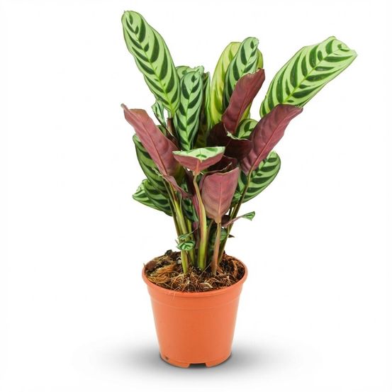 Ctenanthe burle-marxii - plante dormeuse - arête de poisson - pot de 14cm - hauteur: 35-40 cm - plantes d'intérieur