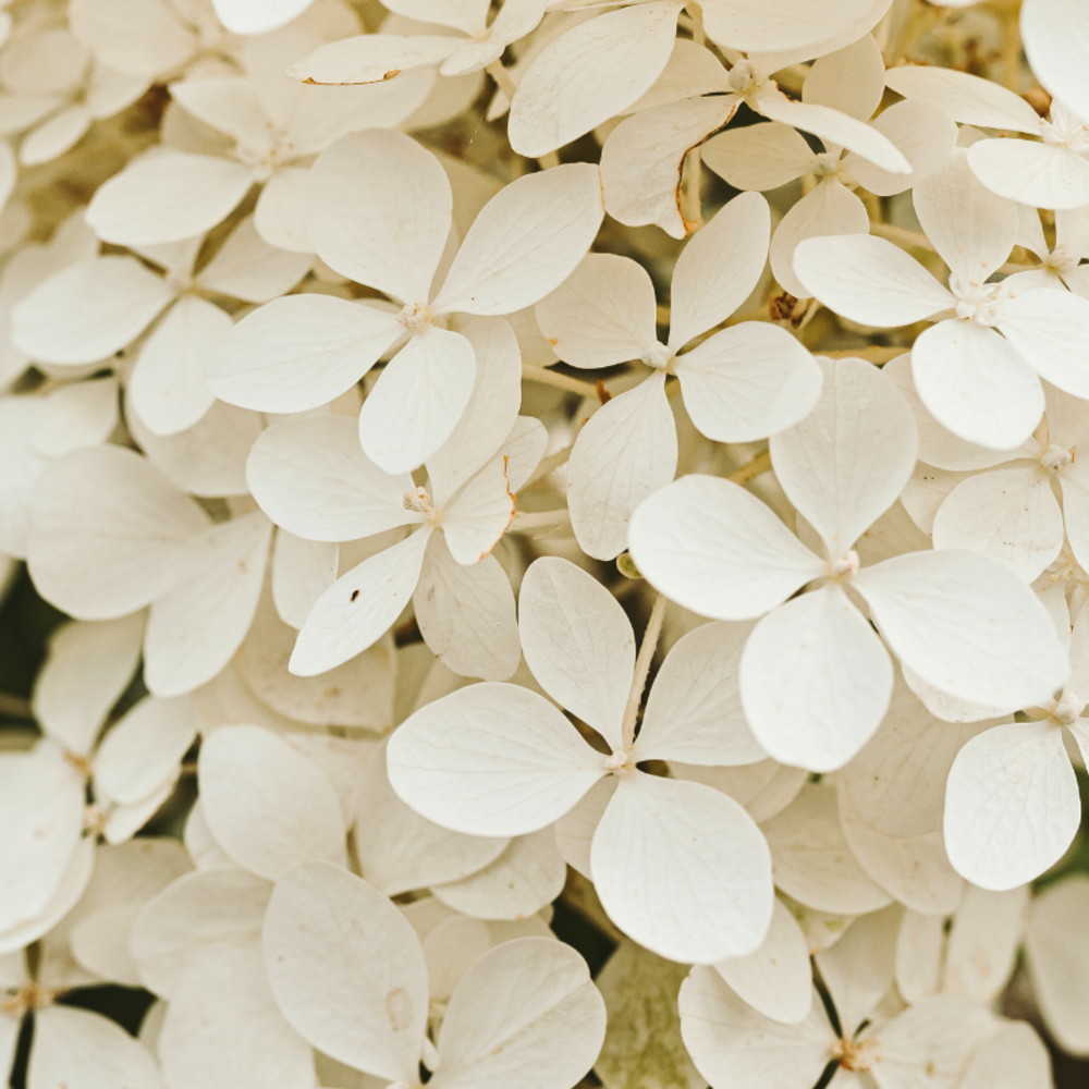 Hortensia mariesii grandiflora - hydrangea mariesii grandiflora pot 3l