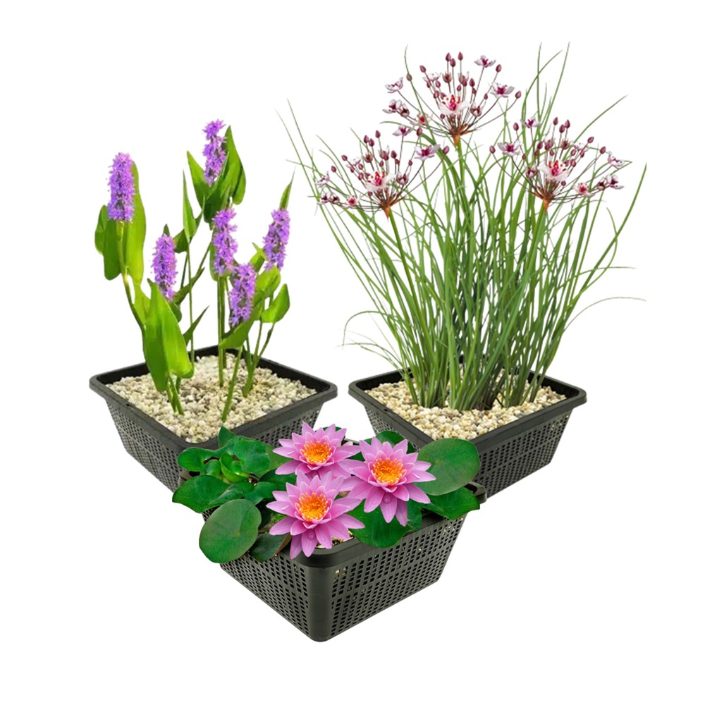 Kit pour bassin rose, 9 plantes - nénuphar rose, kit complet