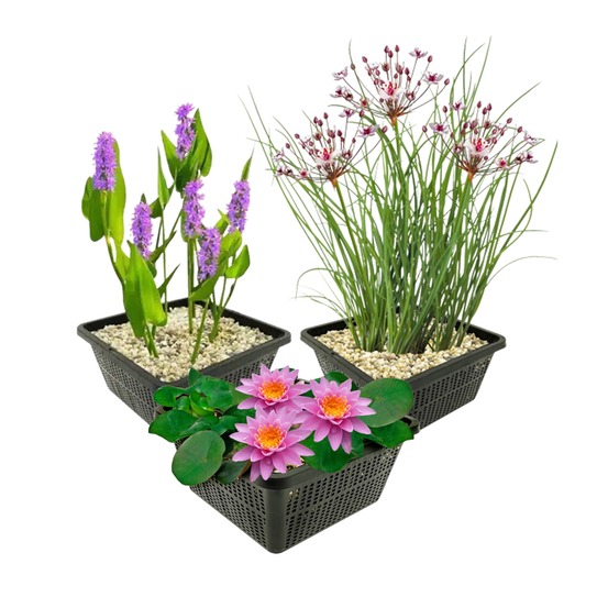 Kit pour bassin rose, 9 plantes - nénuphar rose, kit complet