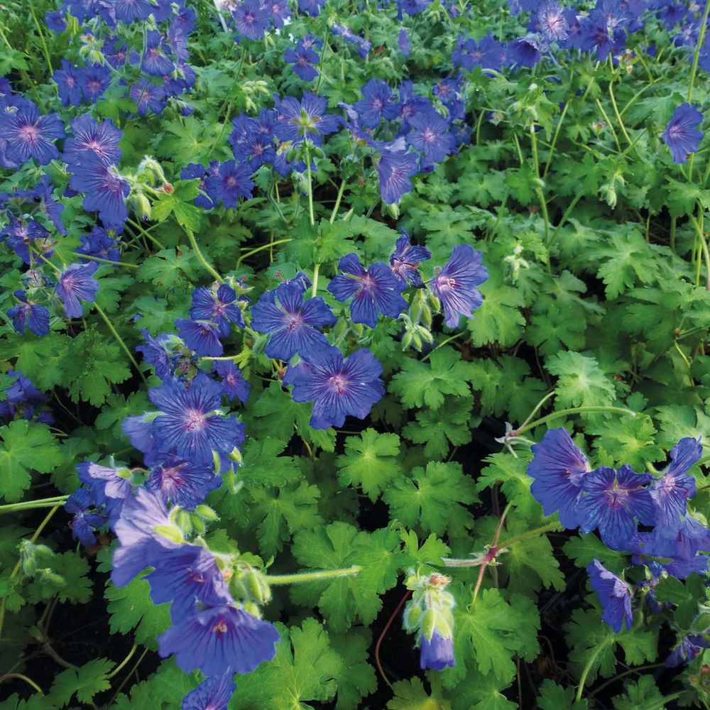 Géranium vivace 'sabani blue'® godet de 8/9 cm