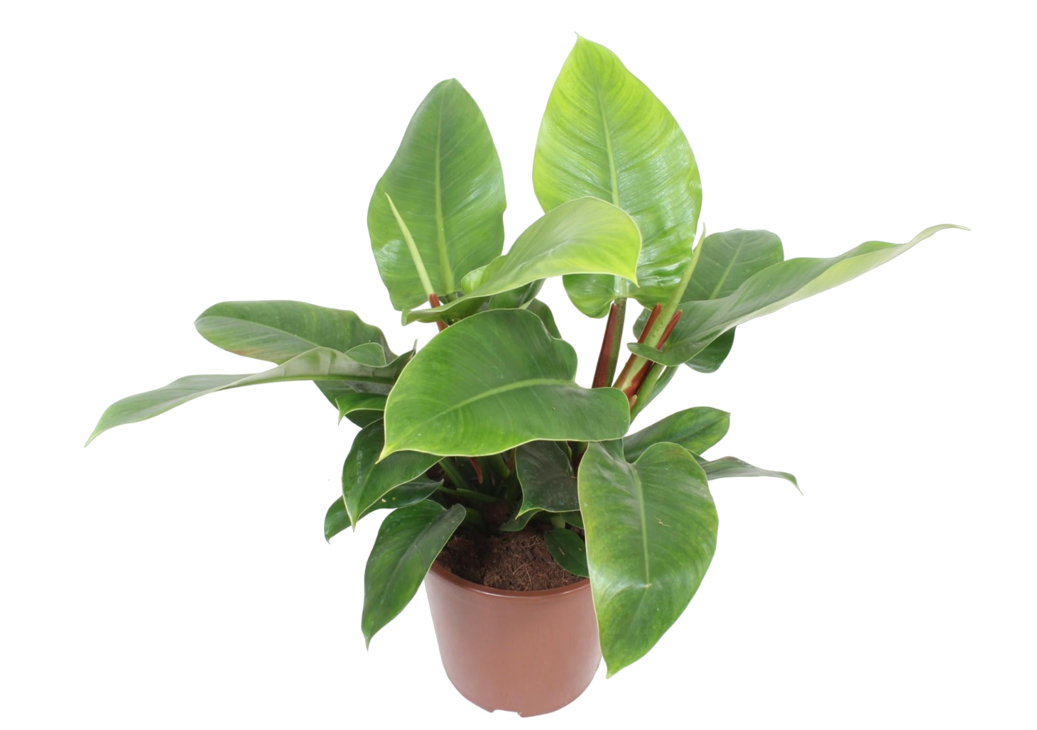 Plante d'intérieur - philodendron imperial green 80.0cm