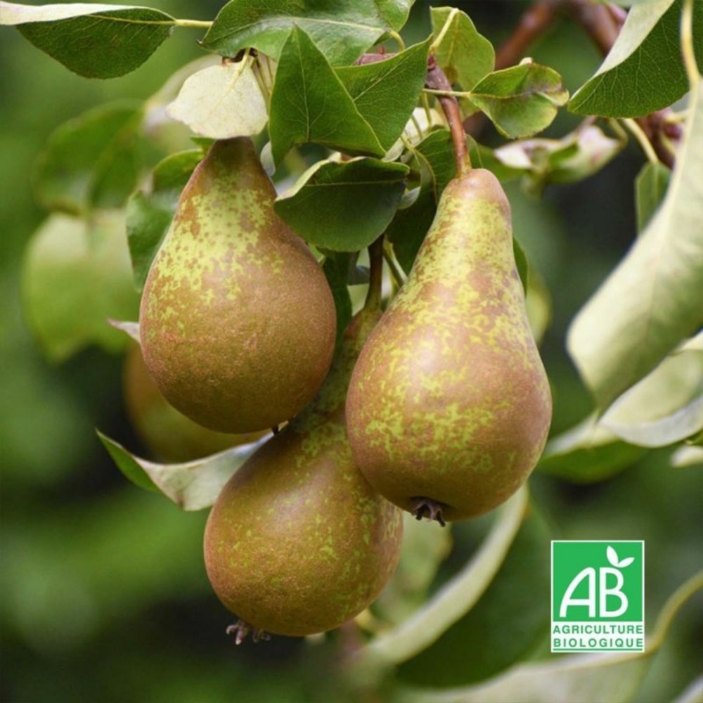 Poirier 'conférence' bio (pyrus communis 'conférence')