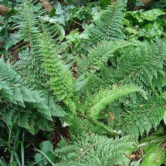 6 x aspidie à cils raides 'densum' - polystichum setiferum 'densum' - godet 9cm x 9cm