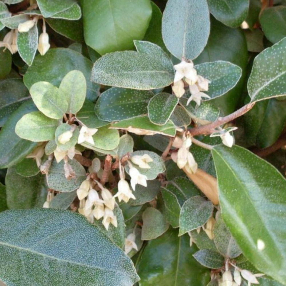 Chalef d'ebbingei - elaeagnus xebbingei en pot 7,5l 60/80cm